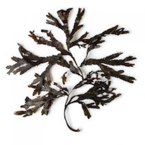 SEAWEED ABSOLUTE