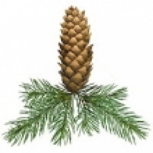 SIBERIAN FIR OIL