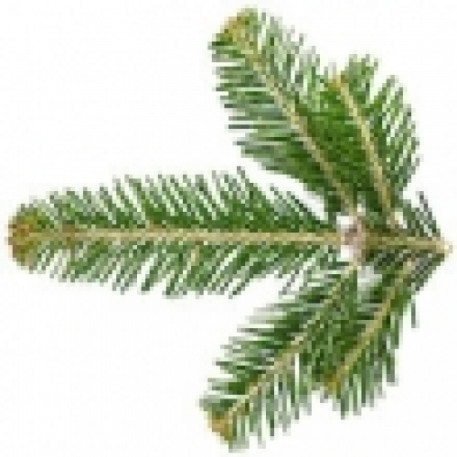 SILVER FIR NEEDLE OIL
