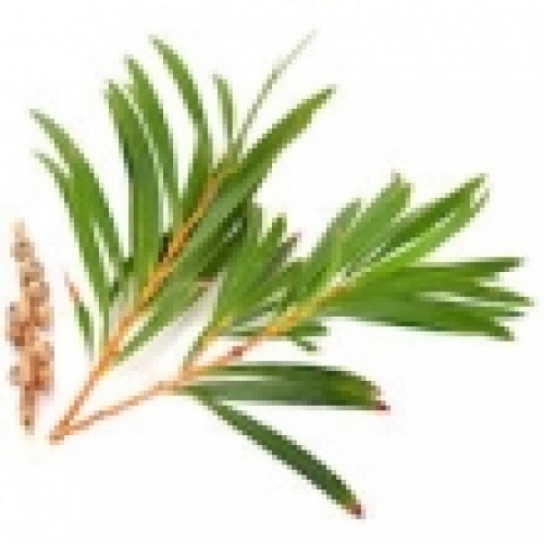 TEA TREE OIL