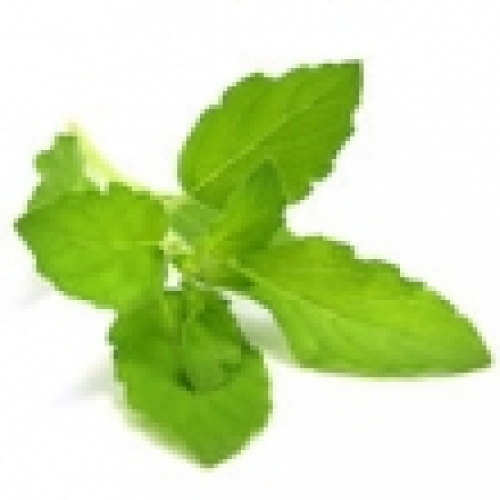 TULSI (HOLY BASIL) OIL