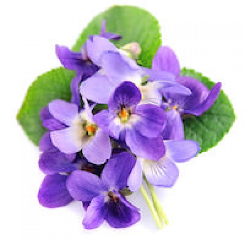 VIOLET LEAF ABSOLUTE OIL