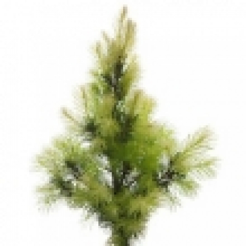 WHITE SPRUCE OIL