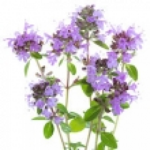 WILD THYME OIL