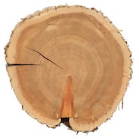 ARBORVITAE ESSENTIAL OIL