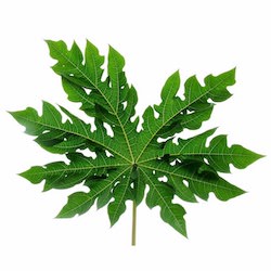 PAPAYA LEAF OIL