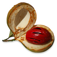 UCUUBA OIL