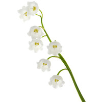 LILY OF THE VALLEY ABSOLUTE OIL