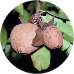 KPANGNAN OIL