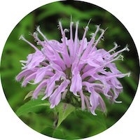 BEE BALM (MONARDA) ESSENTIAL OIL