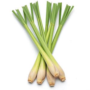 XIANG MAO ESSENTIAL OIL