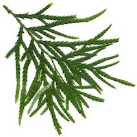 SIAM WOOD ESSENTIAL OIL