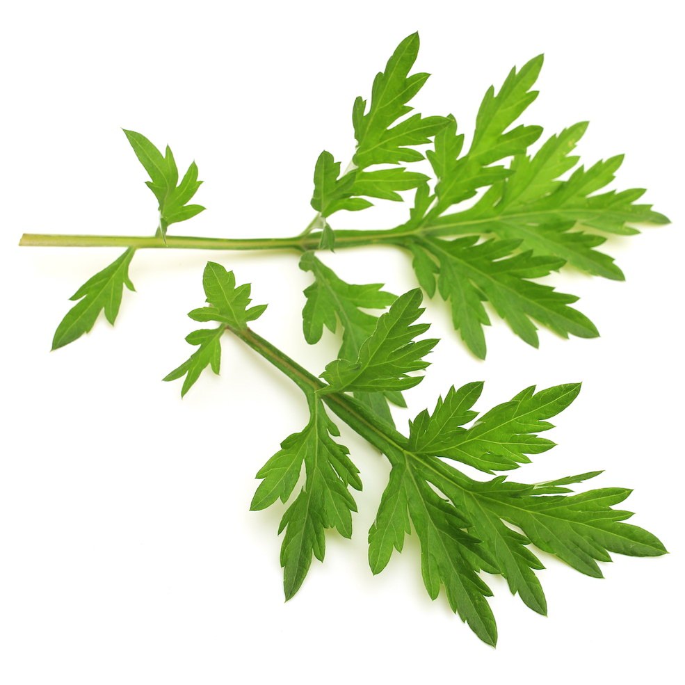 Armoise (White Wormwood) Essential Oil Artemisia herba alba Pure Organic Bulk Wholesale