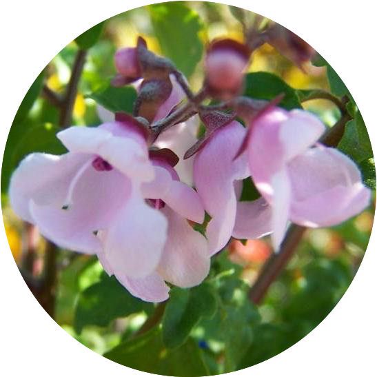 Balm Mint Bush Essential Oil Prostanthera melissifolia Pure Organic Bulk Wholesale