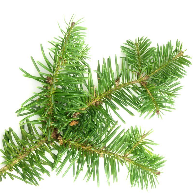 Balsam Fir Essential Oil Abies balsamea Pure Organic Bulk Wholesale