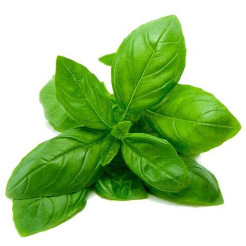 Basil Essential Oil Ocimum basilicum Pure Organic Bulk Wholesale