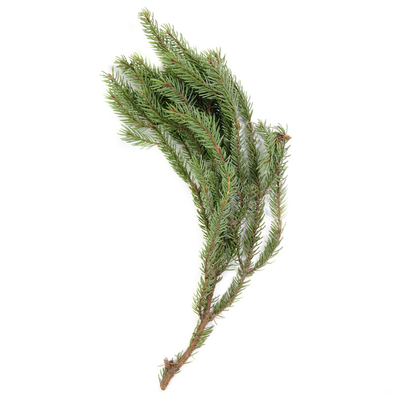 Black Spruce Essential Oil Picea mariana Pure Organic Bulk Wholesale
