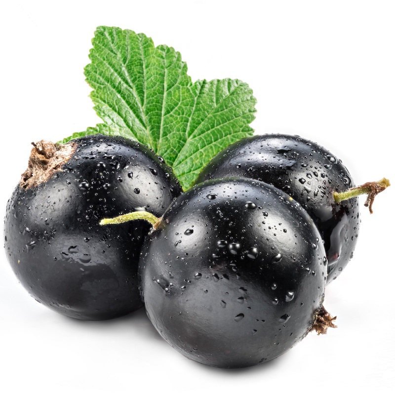 Blackcurrant Seed Oil