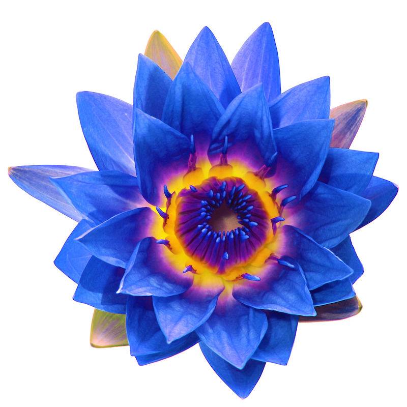 Lotus Blue (Blue Water Lily) Absolute Oil