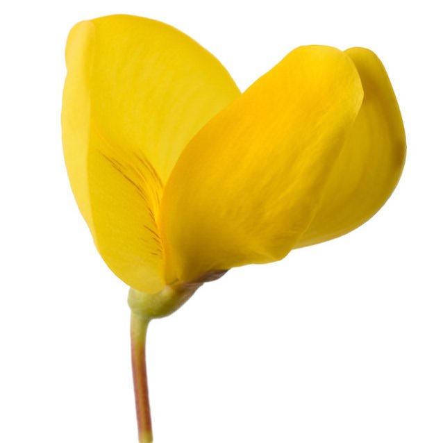Broom Absolute Organic - Spartium junceum Essential Oil