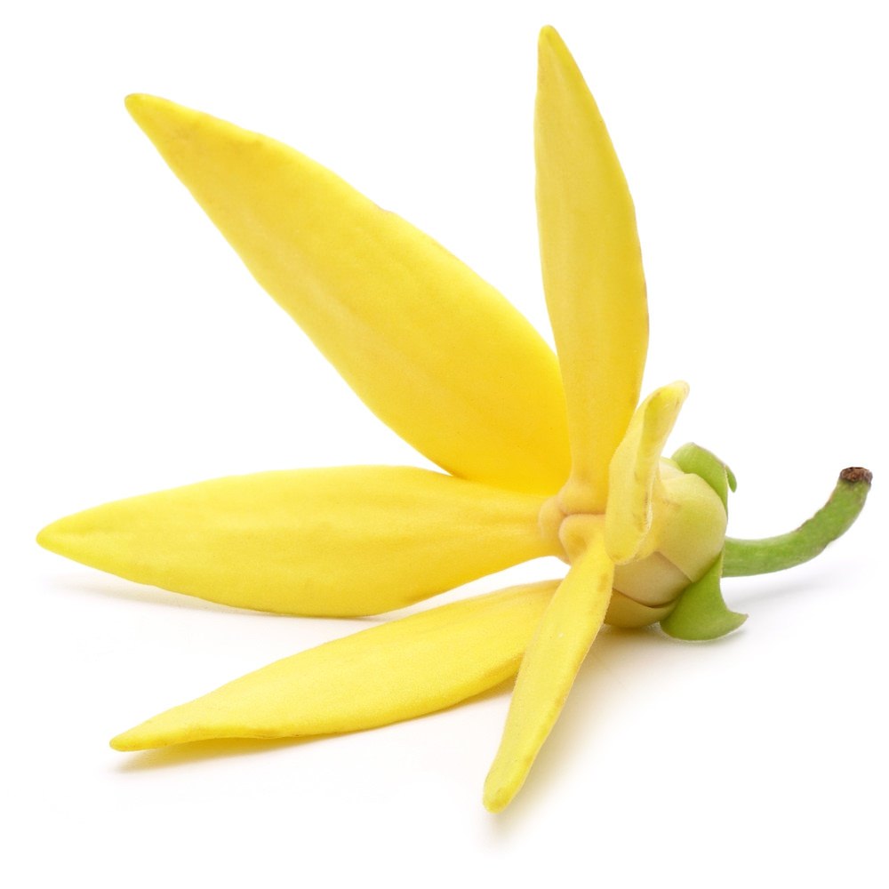 Cananga Essential Oil Canaga odorata var. macrophylla Pure Organic Bulk Wholesale