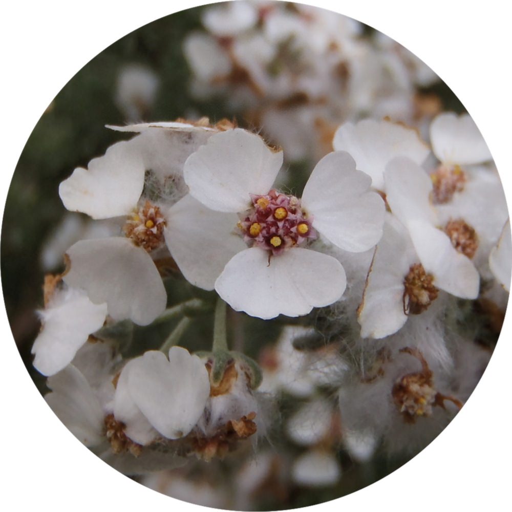 Cape Chamomile Essential Oil Eriocephalus punctulatus Pure Organic Bulk Wholesale