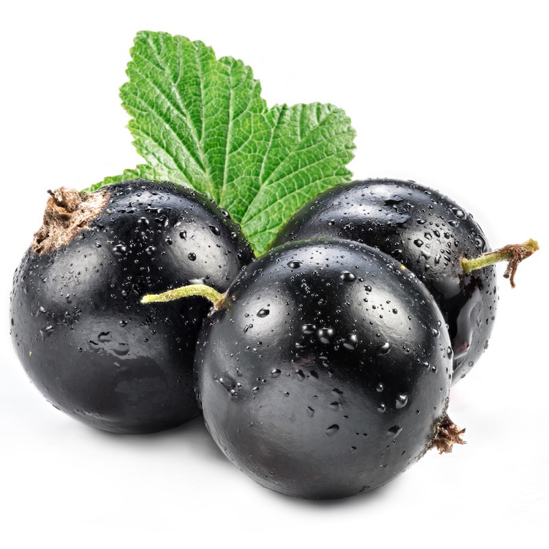 Blackcurrant Bud Absolute - Ribes nigrum Cassis Oil