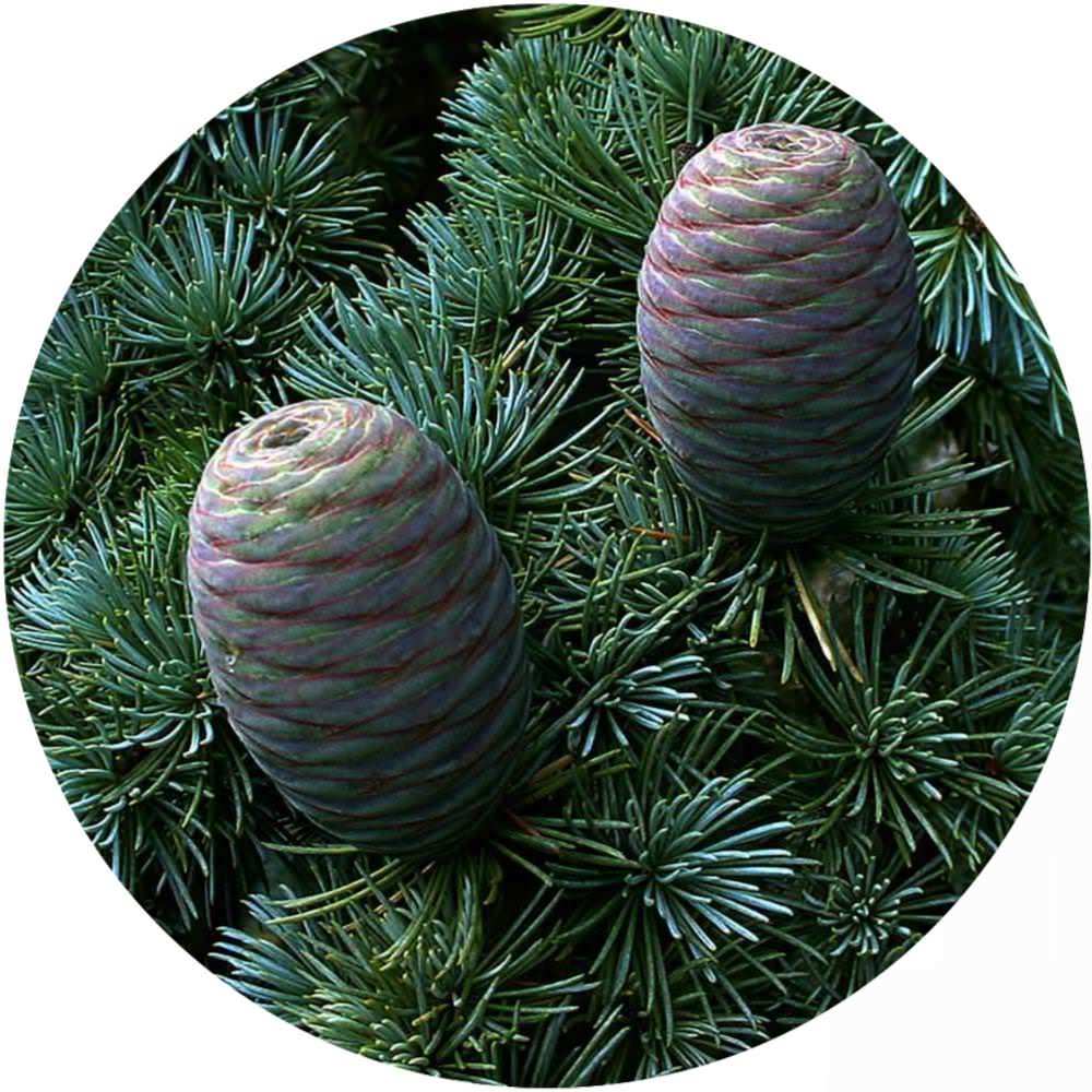 Cedarwood Texas Essential Oil Juniperus mexicana Pure Organic Bulk Wholesale
