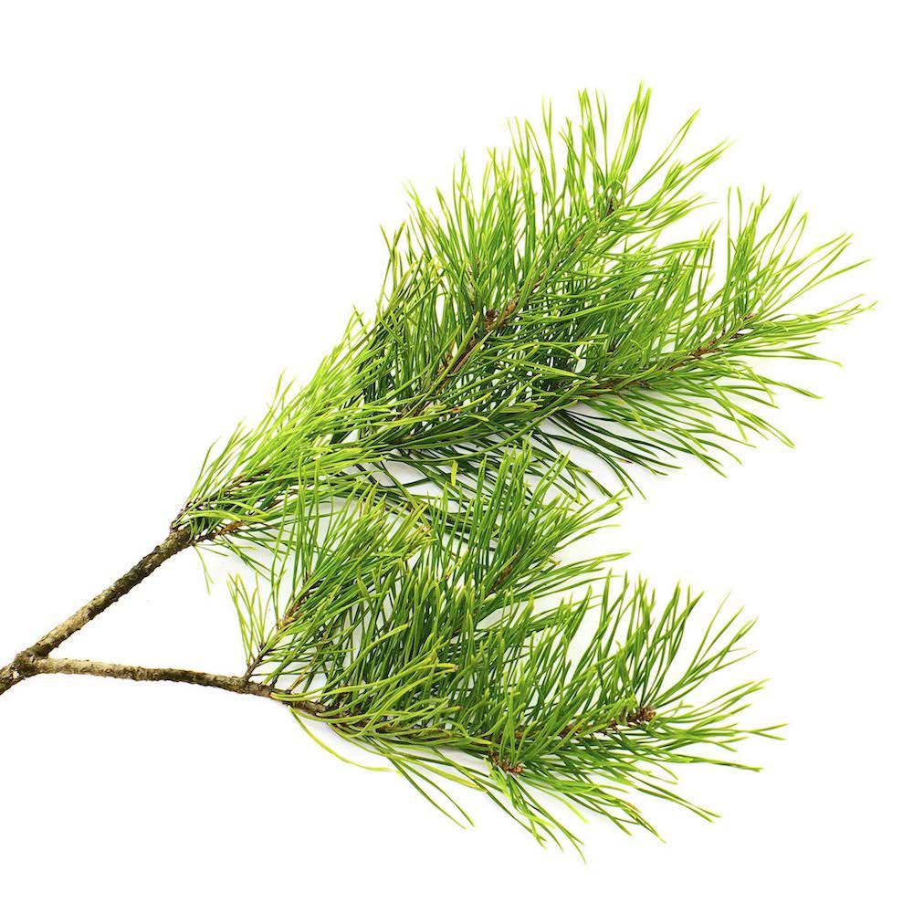 Cedarwood Virginiana Essential Oil Juniperus virginiana Pure Organic Bulk Wholesale