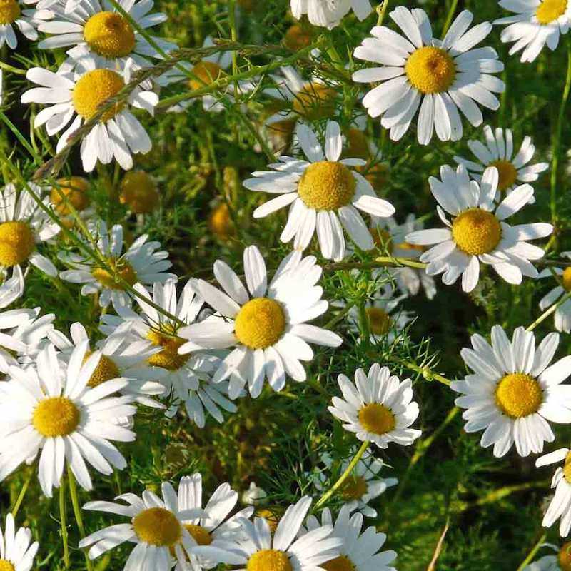 CHAMOMILE FRAGRANCE OIL