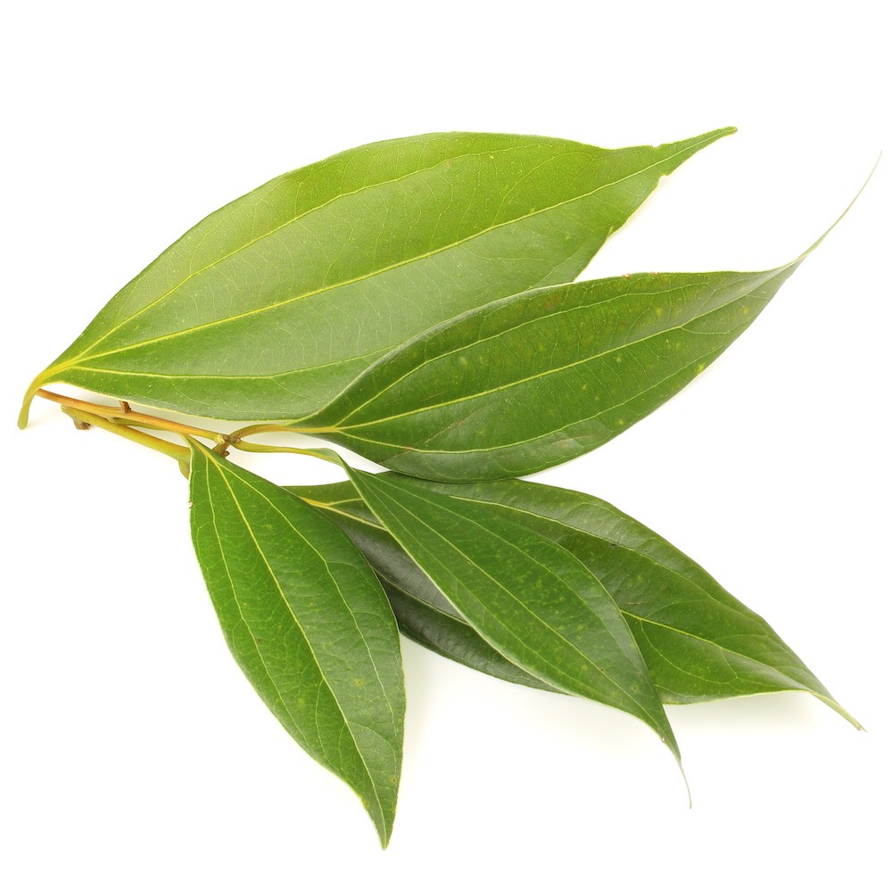 Cinnamon Leaf Essential Oil Cinnamomum verum Pure Organic Bulk Wholesale