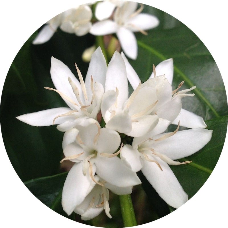 Coffee Blossom Absolute - Coffea arabica Essential Oil