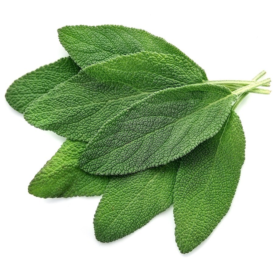 Common Sage (Dalmatian Sage) Essential Oil Salvia officinalis Pure Organic Bulk Wholesale