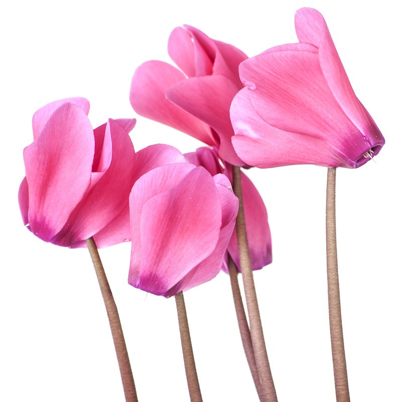 Cyclamen Absolute Oil Organic - Europaeum Essential Oil