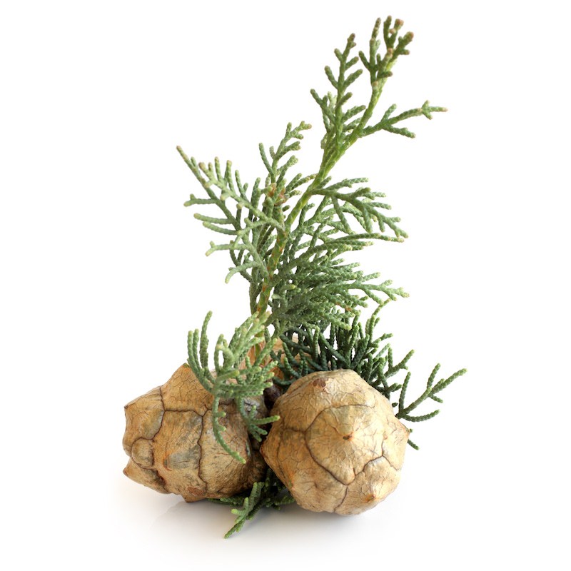 Cypress Essential Oil Cupressus sempervirens Pure Organic Bulk Wholesale