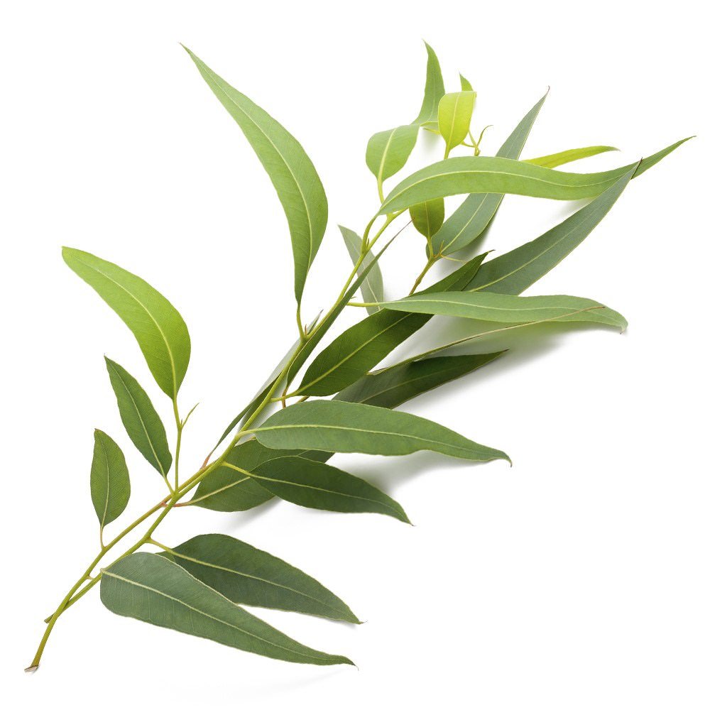 Eucalyptus Radiata Essential Oil Organic Australia