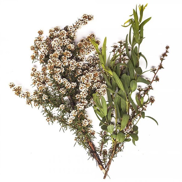 Fragonia Essential Oil