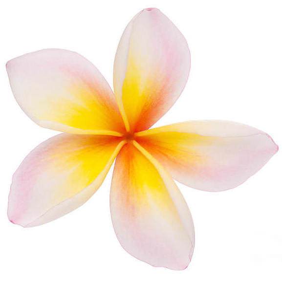 Frangipani Absolute Organic - Plumeria alba Essential Oil