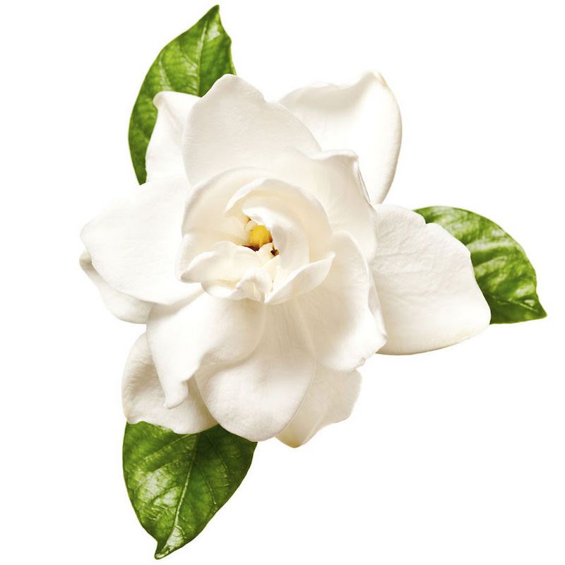 Gardenia Absolute Oil