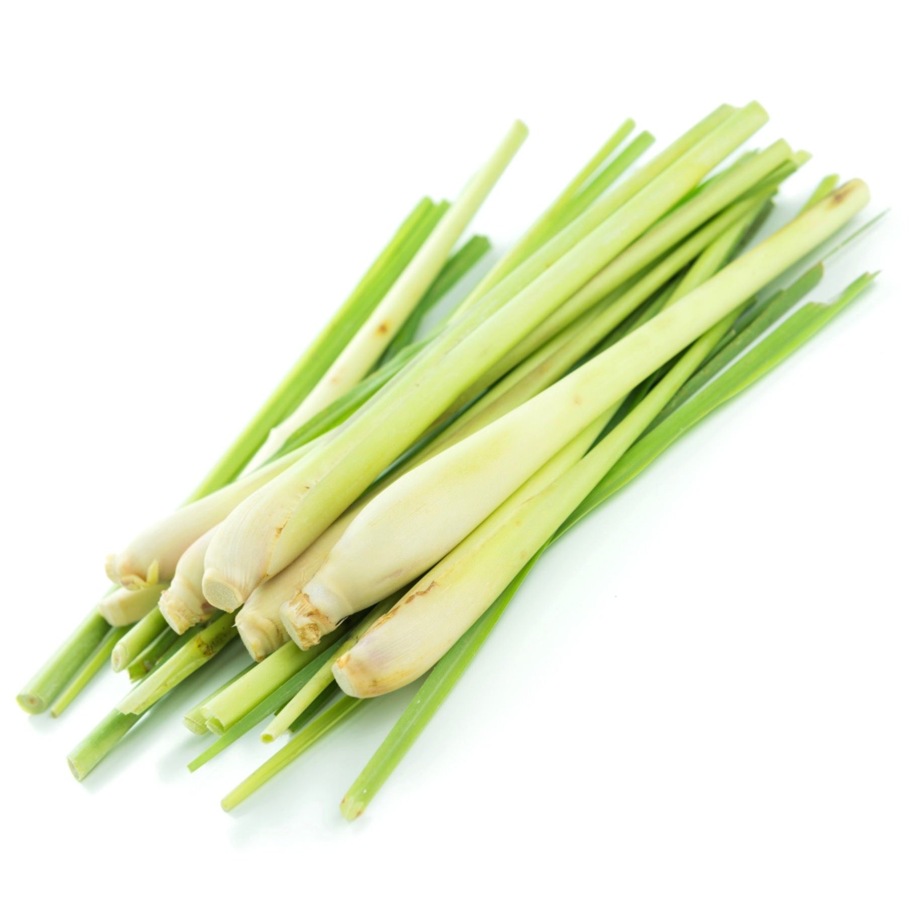 Gingergrass Essential Oil Cymbopogon martinii var. sofia Pure Organic Bulk Wholesale