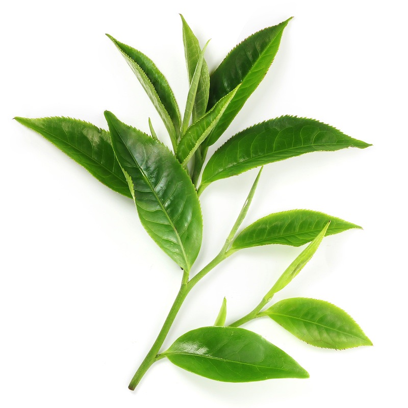 White Tea Essential Oil. (Camellia Sinensis). Organic and 100% Pure.