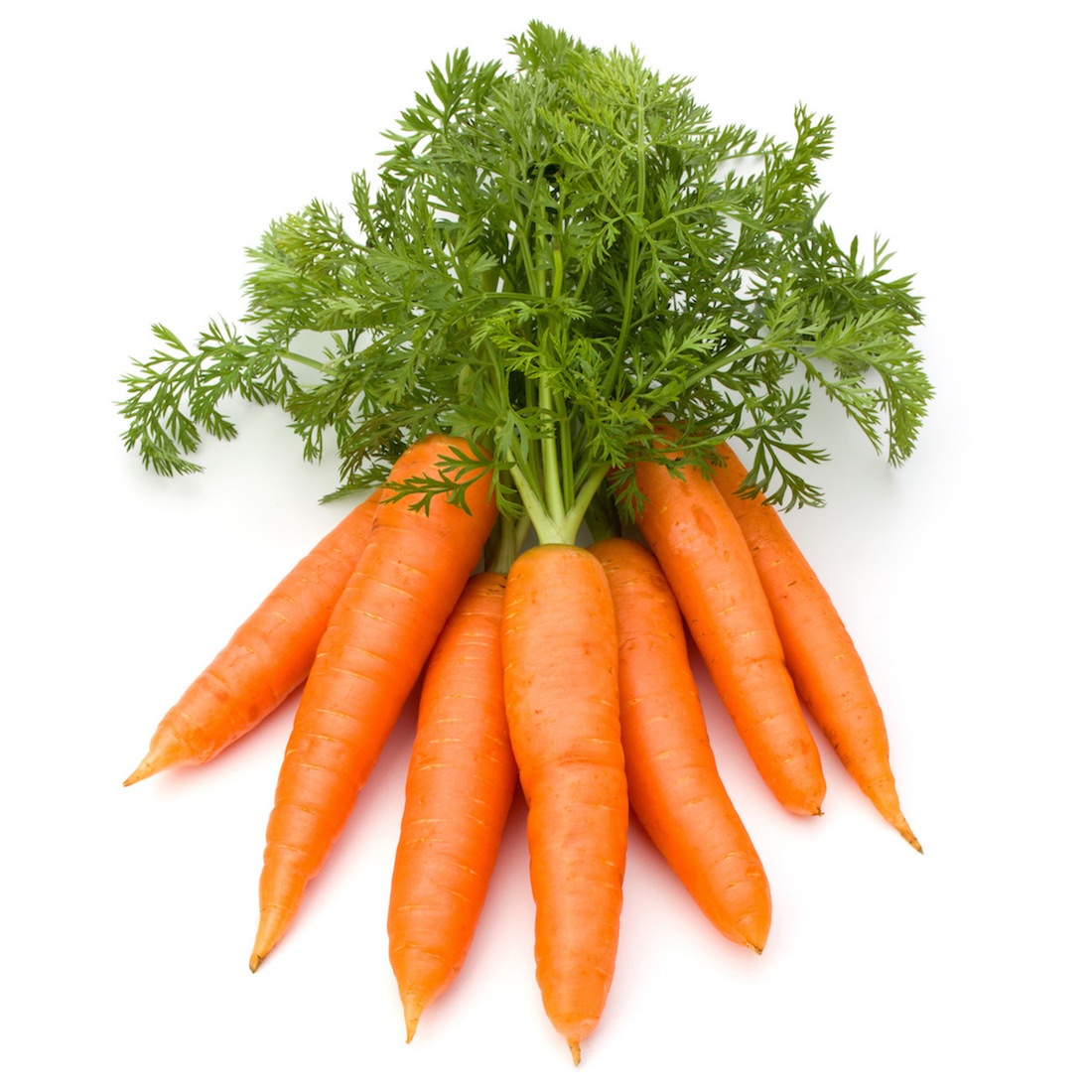 Carrot Root Oil Benefits Compared to Carrot Seed