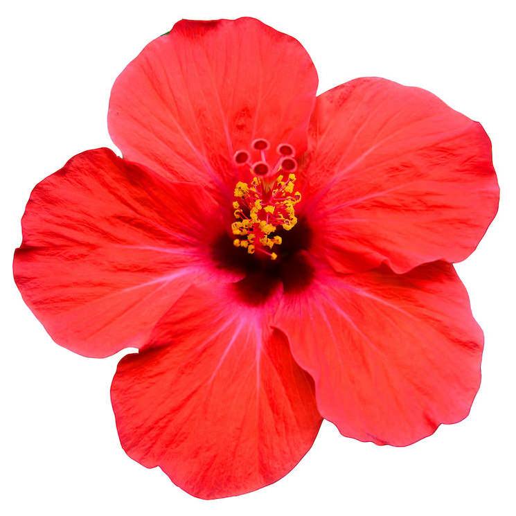 Premium Hibiscus Flowers - 100% Natural - 5 Pounds - Hibiscus Flowers