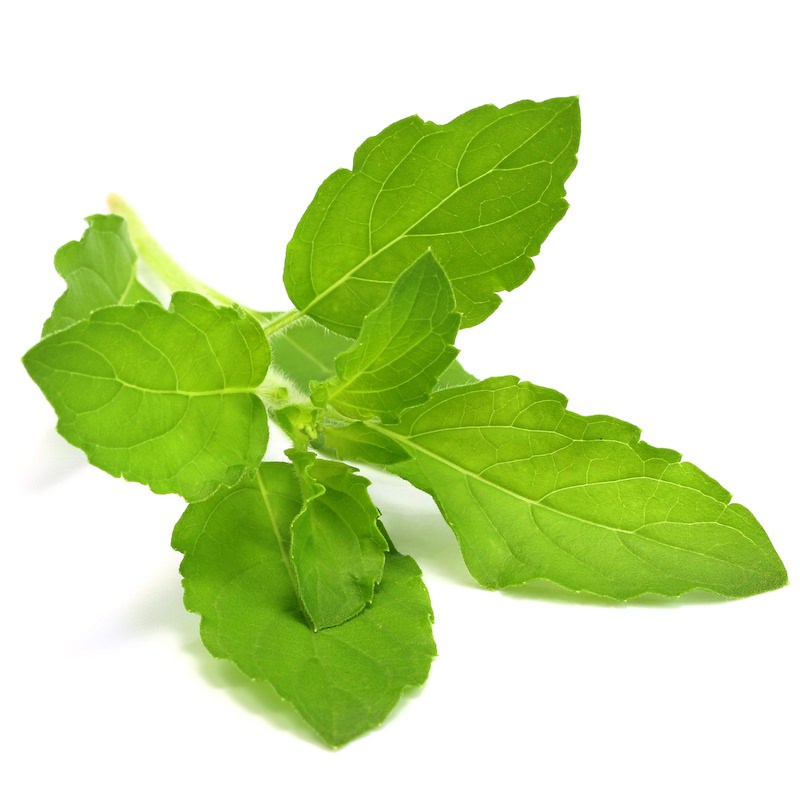 Tulsi (Holy Basil) Essential Oil Ocimum sanctum Pure Organic Bulk Wholesale