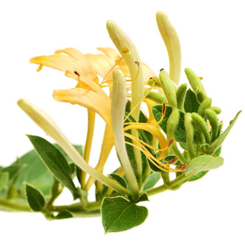 Honeysuckle Absolute Oil