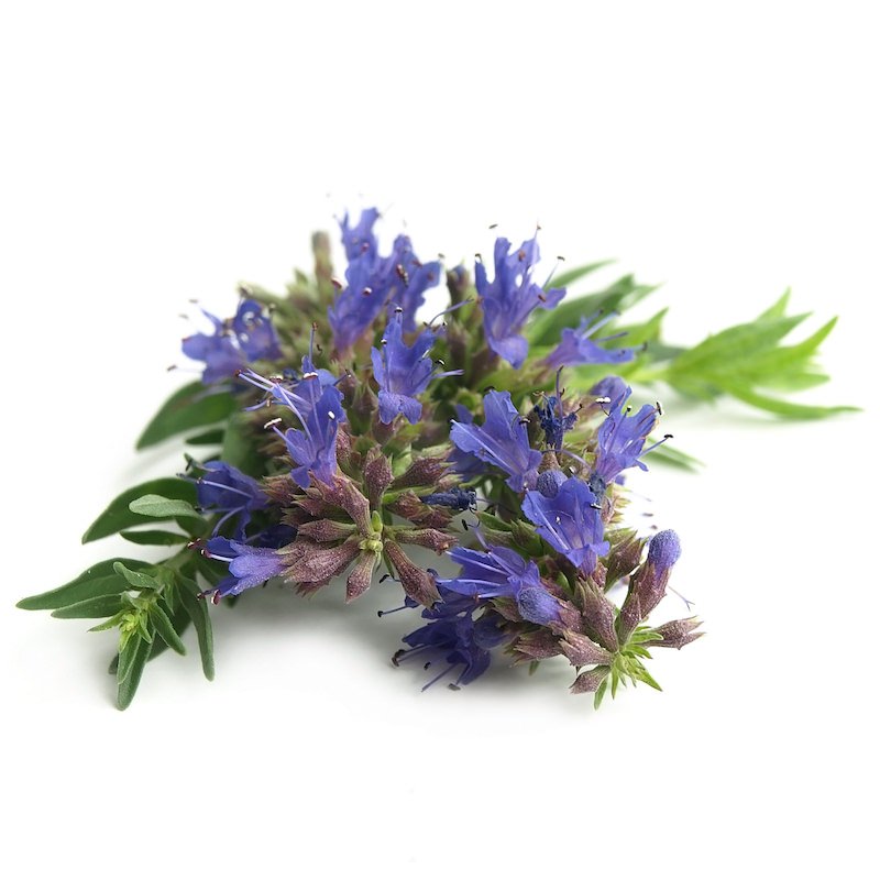 Hyssop Essential Oil Hyssopus officinalis var. decumbens Pure Organic Bulk Wholesale