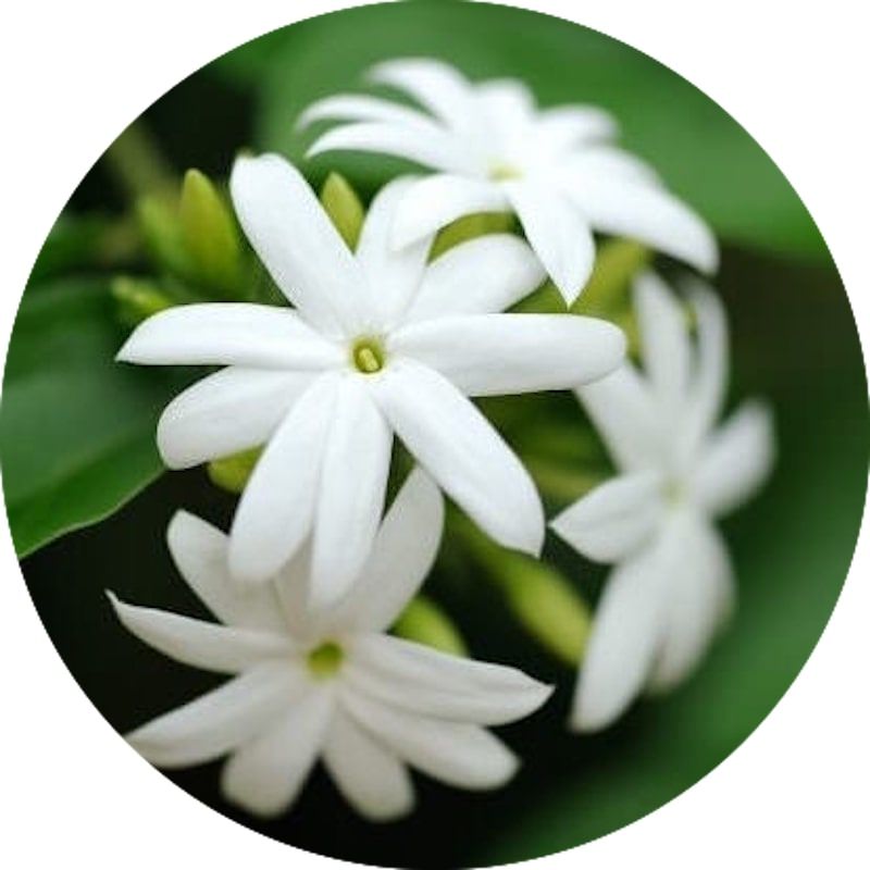 Juhi Absolute Organic - Jasminum auriculatum Essential Oil