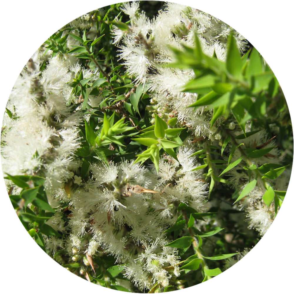 Kunzea Essential Oil Kunzea ambigua Pure Organic Bulk Wholesale