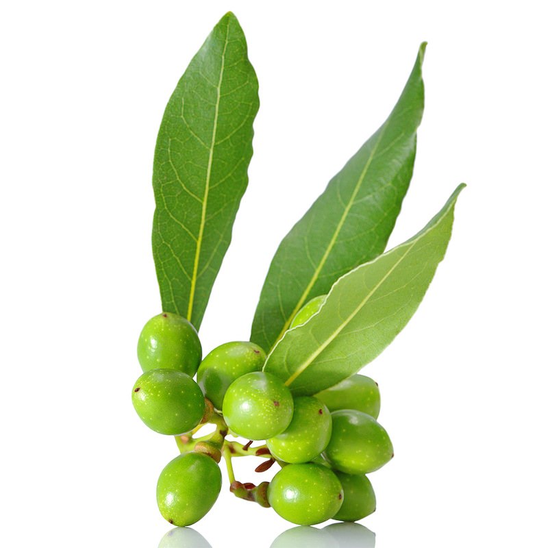 Laurel Berry Oil Organic - Laurus Nobilis Fruit Oil Turkey