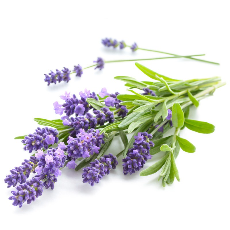 Bowl of dry lavender flowers, mortars, bottles of essential lavender oil or  infused water. Old books and medicinal herbs on background. Stock Photo